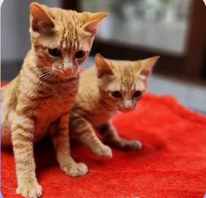 Dois gatinhos filhotes de pelagem caramelo sobre tapete vermelho, de uma campanha de adoção da clínica