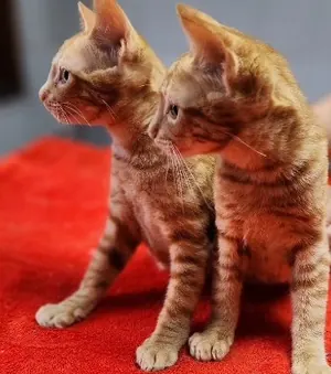 Os mesmos dois gatinhos filhotes de perfil, sobre tapete vermelho