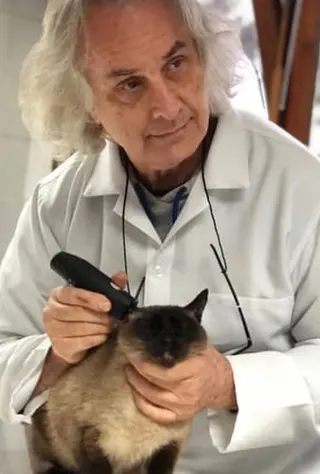 Veterinário da clínica examinando a orelha de um gato siamês com um otoscópio