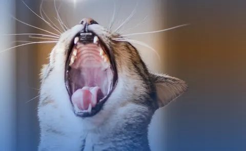 Gato adulto de pelagem rajada bocejando, de boca bem aberta