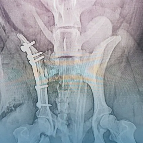 Radiografia digital de quadril de cão com placa e parafusos de cirurgia ortopédica